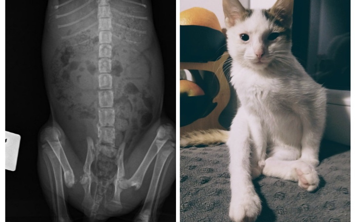 Zbiórka Pomóż uratować łapkę Fridki - zdjęcie główne