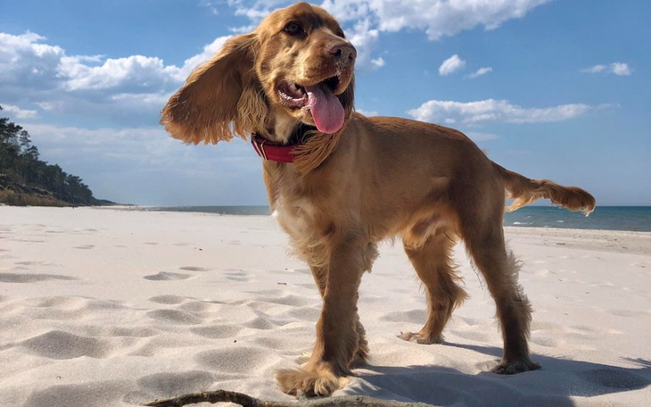 Zbiórka Operacja i ratunek łapy Diego - zdjęcie główne