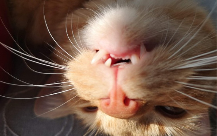 Zbiórka Na ząbki Garfielda - zdjęcie główne