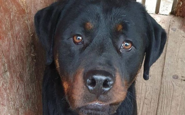 Zbiórka Lolek z pseudo daj mu nowe życie - zdjęcie główne