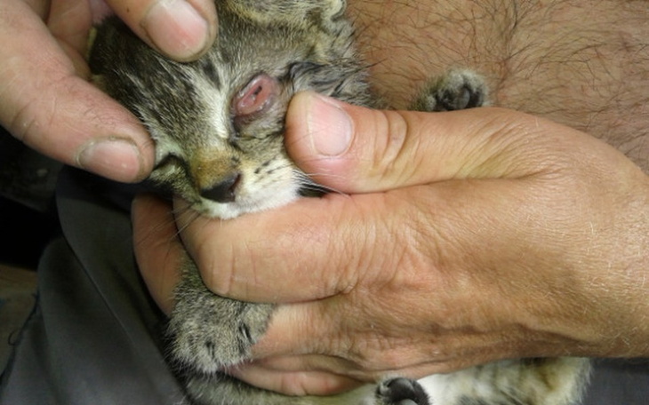 Zbiórka 4 kociaki z Chwałowic (Rybnik) - zdjęcie główne