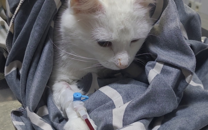 Zbiórka Białaczka zabija Śnieżynkę - zdjęcie główne