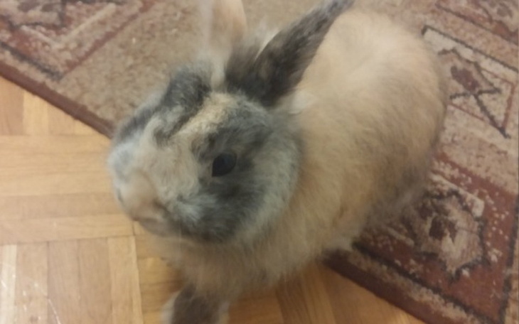 Zbiórka Wymarzony utracony dom - zdjęcie główne