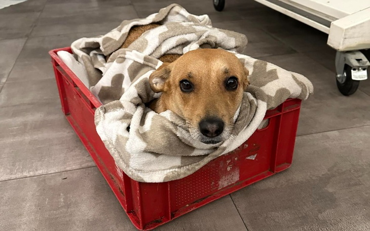 Zbiórka Dla Zoji na operację i leczenie - zdjęcie główne