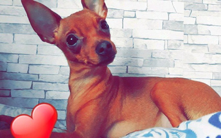 Zbiórka Operacja łapek Tosi - zdjęcie główne