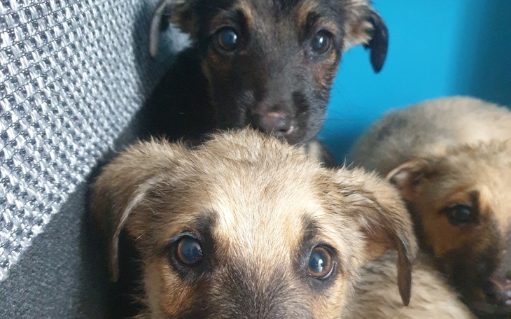 Zbiórka Szczeniaki jedzące słomę - zdjęcie główne