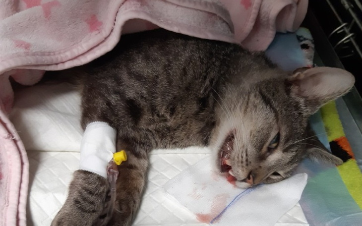 Zbiórka Na zapłatę faktur za tyskie koty - zdjęcie główne