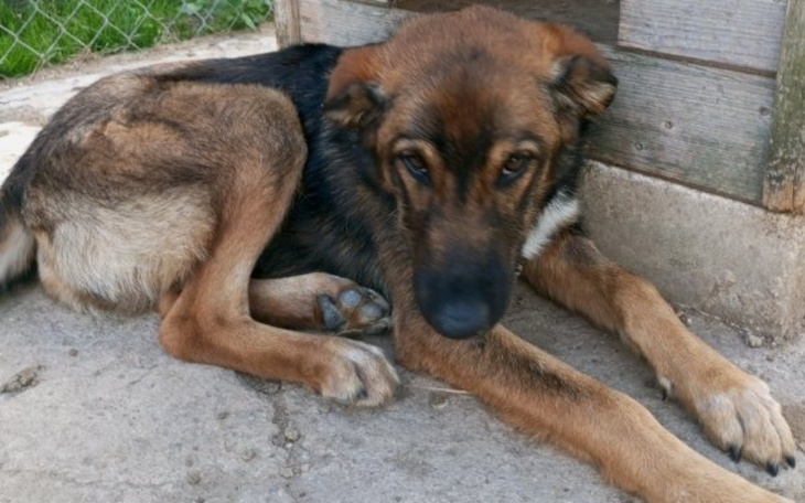 Zbiórka Walka o życie psa - zdjęcie główne