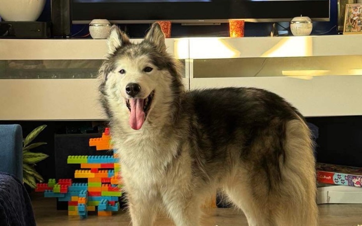 Szczęśliwy pies w salonie, z szerokim uśmiechem.