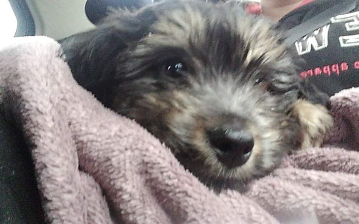 Zbiórka Brakuje pieniędzy na karme - zdjęcie główne