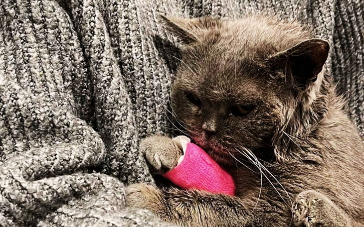 Szary kot w swetrze, liżący różowy przedmiot.