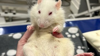 Zbiórka Pocahontas - zdziczała piękność - miniaturka zdjęcia