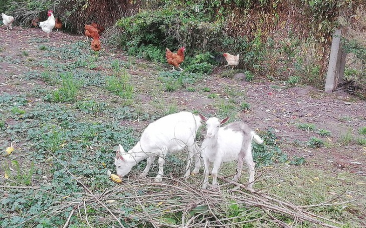 Zbiórka Założenie małego zoo - zdjęcie główne
