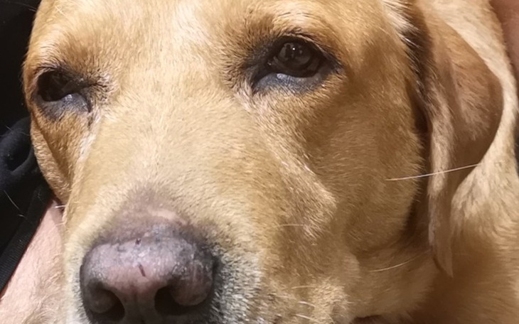 Zbiórka Pomoc dla Fera - zdjęcie główne