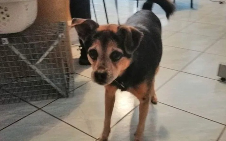 Zbiórka Pomoc psiakom - zdjęcie główne