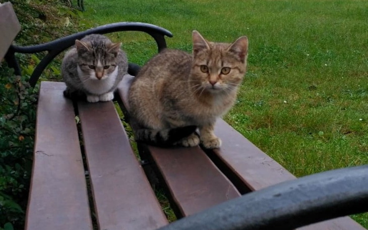 Zbiórka Na domek dla kotów - zdjęcie główne