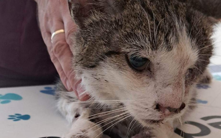 Zbiórka usunięcie oka u kota po wypadku - zdjęcie główne