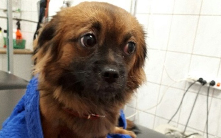 Zbiórka Bunia- operacja! PILNE! - zdjęcie główne