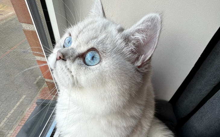 Zbiórka Coco - zapalenie otrzewnej - zdjęcie główne