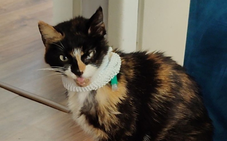 Kot z kolorowym futrem, z językiem na zewnątrz, w zabawnej pozie.