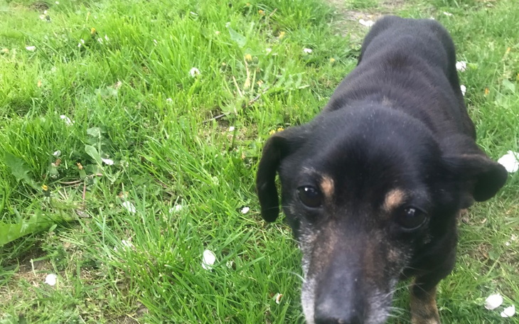 Zbiórka Ratujemy staruszkę Lusię - zdjęcie główne