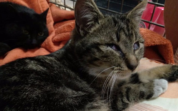 Zbiórka By zdązyć z pomocą Je ocalić - zdjęcie główne