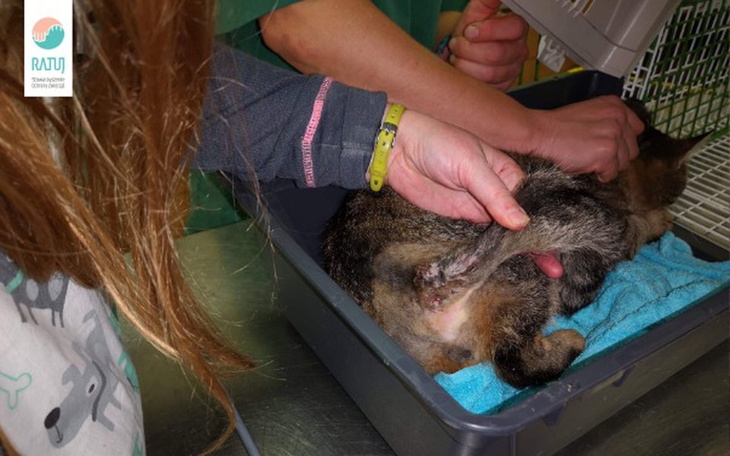 Zbiórka Wyleczcie mi ogonek - zdjęcie główne