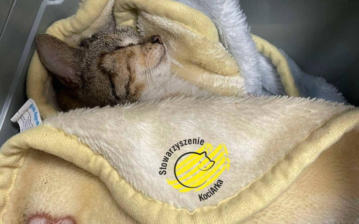 Śpiący kot owinięty w koc z logo stowarzyszenia.