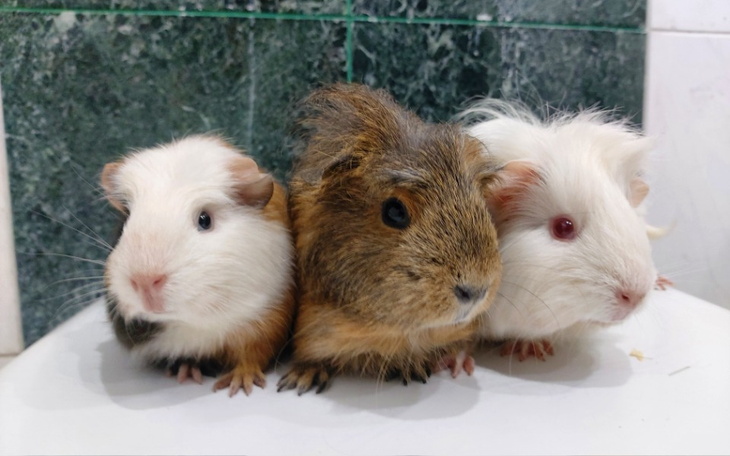 Zbiórka Deserki- świnki ze schroniska - zdjęcie główne