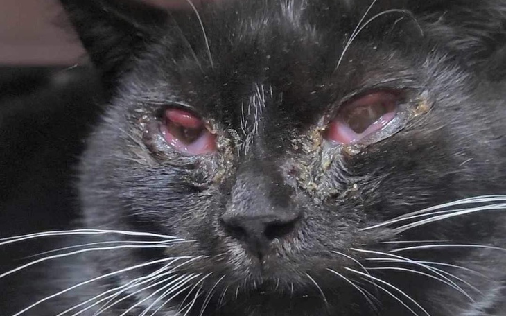 Czarny kot z podrażnionymi oczami, wyglądający na zmartwionego.