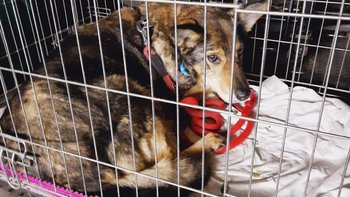 Zbiórka Saba- niewidzialna suczka - miniaturka zdjęcia