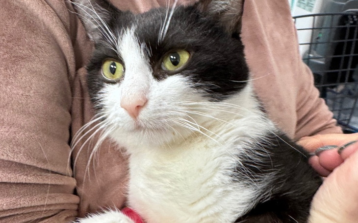 Kot trzymany na rękach, z wyrazem skupienia.