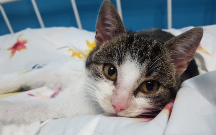 Zbiórka CANDY- ostatnia szansa na dom... - zdjęcie główne