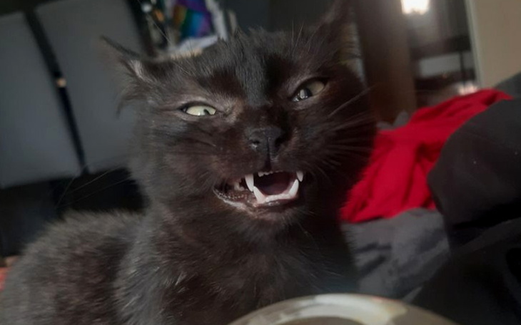 Czarny kot z otwartą paszczą, wyglądający groźnie.