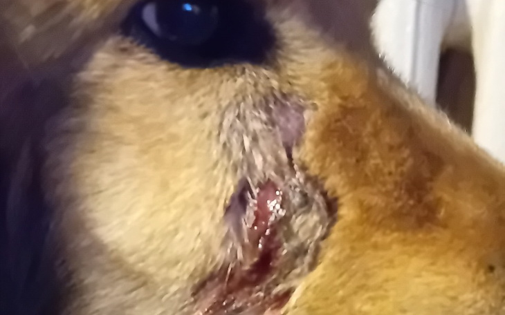 Zbiórka Uratujmy pyszczek Lili - zdjęcie główne