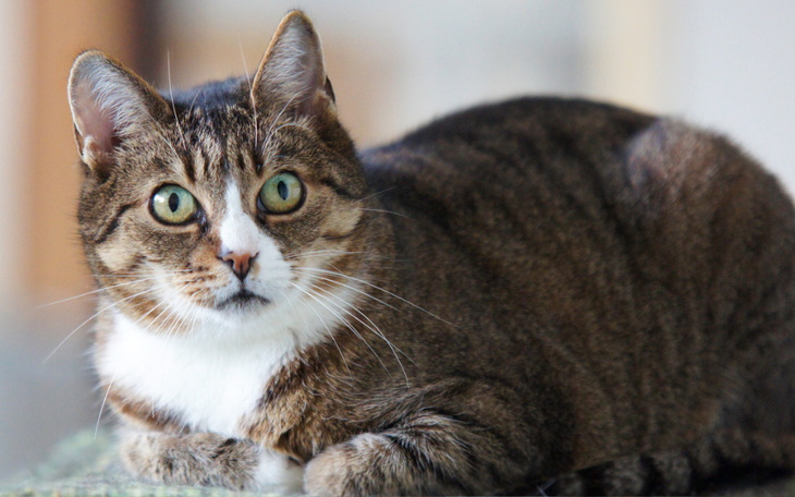 Zbiórka Mruczarnia, lipiec 2022 - zdjęcie główne