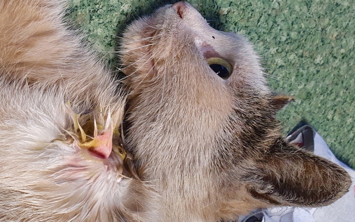 Zbiórka Pogryziony kot - zdjęcie główne