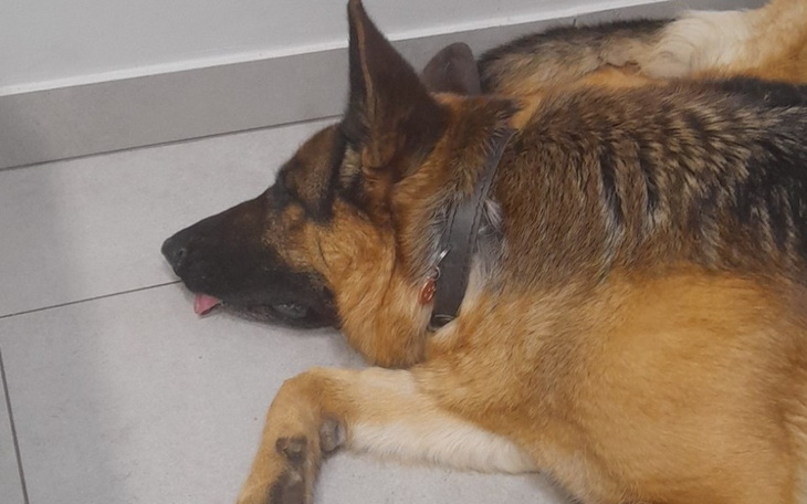 Zbiórka Na operacje mojego Owczarka - zdjęcie główne