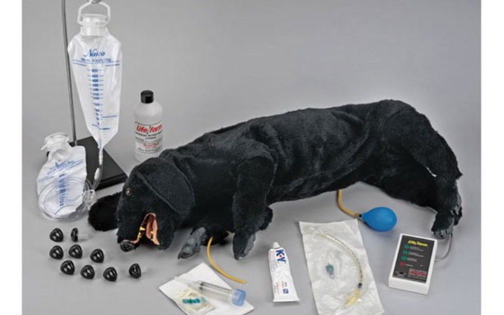 Zbiórka fantom do ratowania życia psów - zdjęcie główne