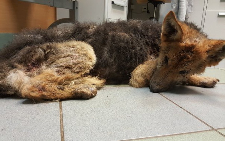 Zbiórka Otwórz serce na cierpie zwierzat - zdjęcie główne