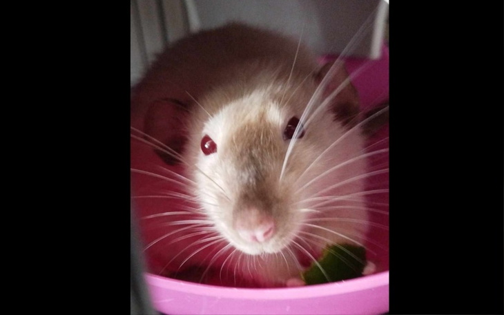 Zbiórka Kastracja Rubina - zdjęcie główne