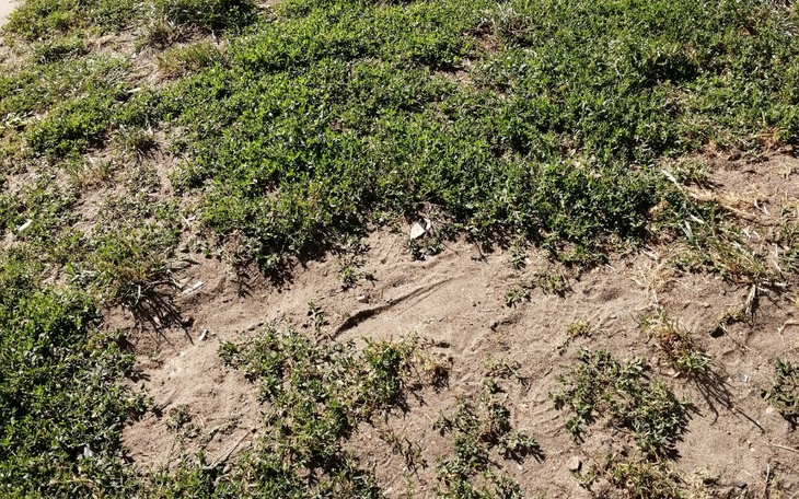 Zbiórka Na komputer do stimowania - zdjęcie główne