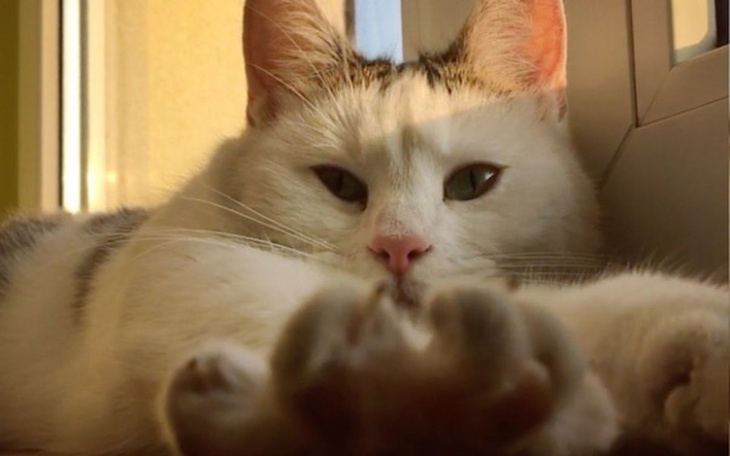 Zbiórka Koci apel- 9 kotów prosi o pomoc - zdjęcie główne