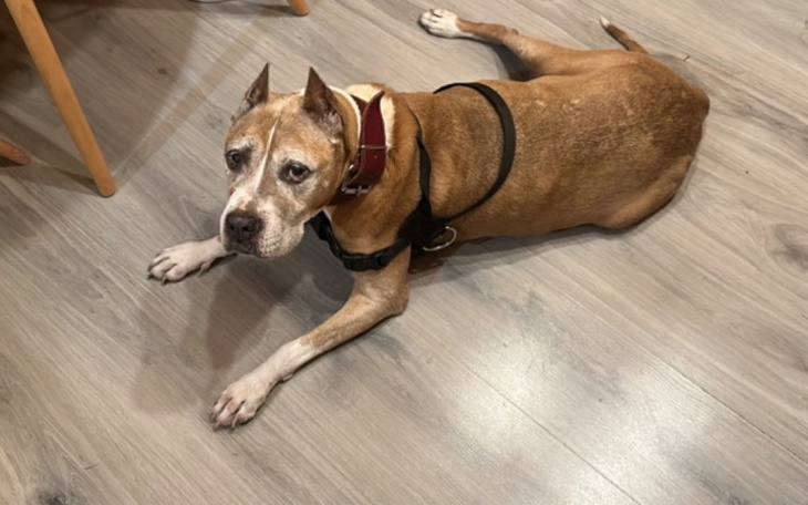 Pies leży na podłodze, wygląda na spokojnego i zrelaksowanego.