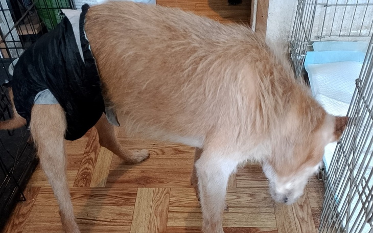 Zbiórka Staruszki proszą o pampersy - zdjęcie główne