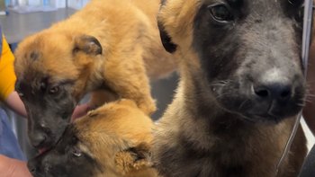 Zbiórka Szczeniaki z parwowirozą - miniaturka zdjęcia