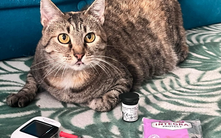 Cętkowany kot z dużymi oczami w domowym otoczeniu.