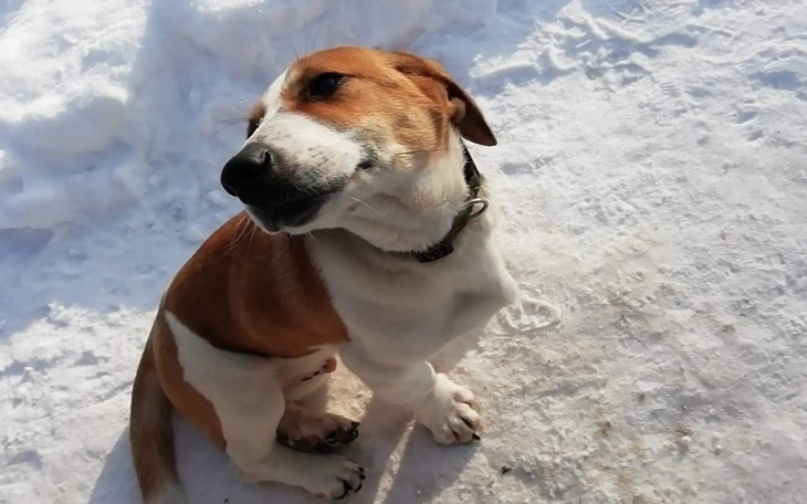 Zbiórka Pomóżmy nakarmić psiaki - zdjęcie główne