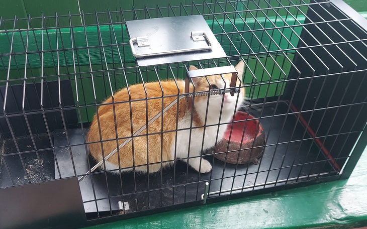 Kot w klatce, czekający na nowy dom.