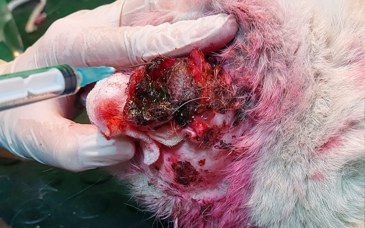 Zbiórka Ratujmy Uszko - zdjęcie główne